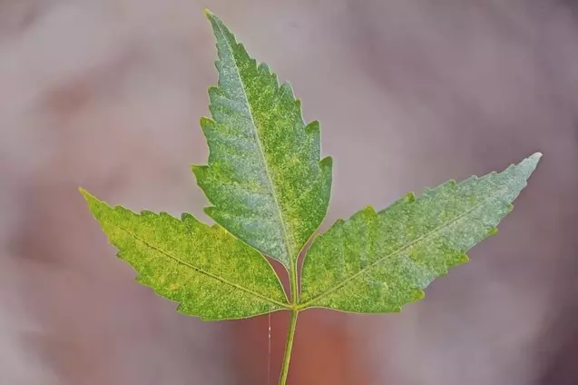 님나무 잎 - 님오일 살충제. 님오일로 총채벌레, 뿌리파리 등 각종 해충을 퇴치할 수 있습니다.