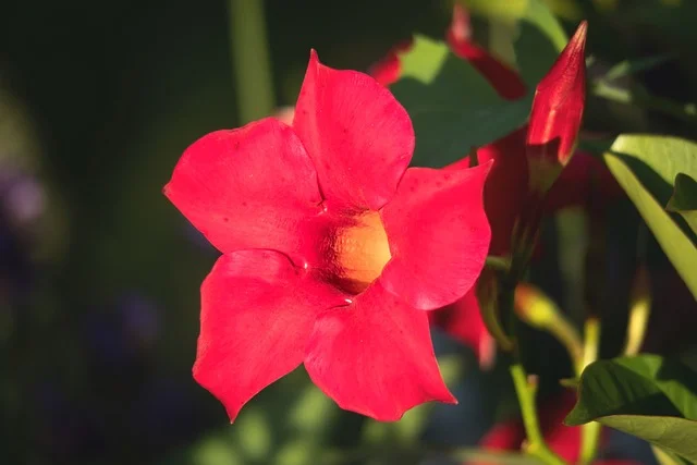 만데빌라 키우기 환경 조건 알아보기