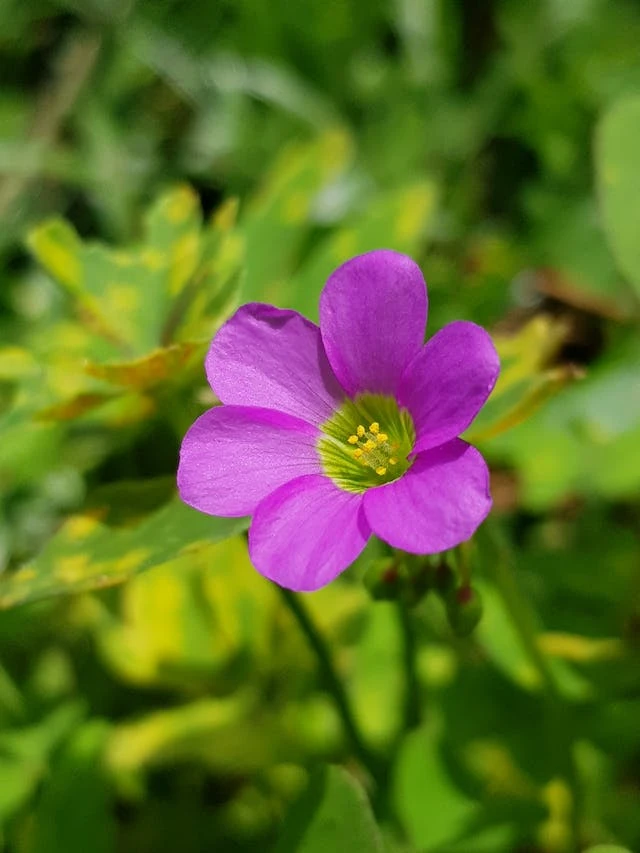 옥살리스 푸푸레아 사랑초 키우기 환경 조건 알아보기