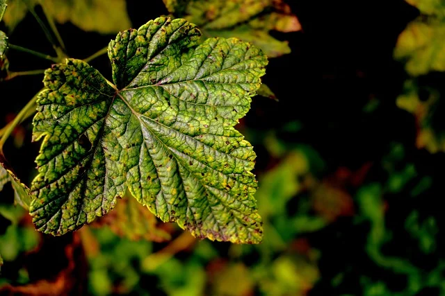 식물 탄저병 감염 증상 및 예방법, 치료법 4가지 살펴보기