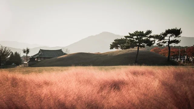핑크뮬리 키우기, 나만의 몽환적인 분홍 안개밭 가꾸기, 씨앗부터 기르기