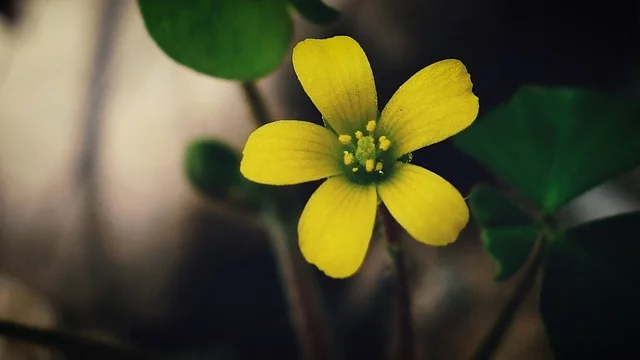 괭이밥 (Oxalis corniculata)