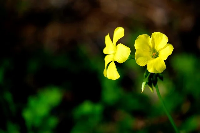 노랑사랑초 (Oxalis cernua, Oxalis pes-caprae)