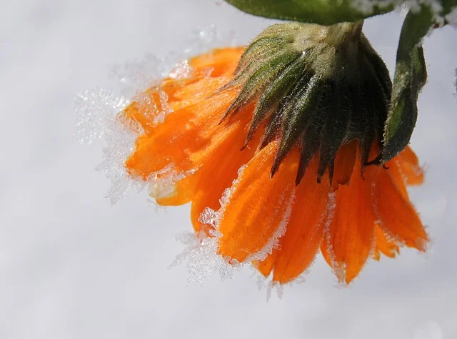 서리에 취약한 식물과 강한 식물 알아보기