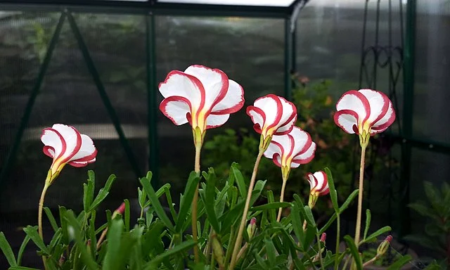 바람개비 사랑초 (Oxalis versicolor)