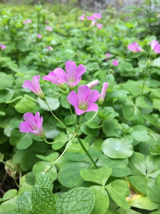 사랑초 키우기 방법 알아보기