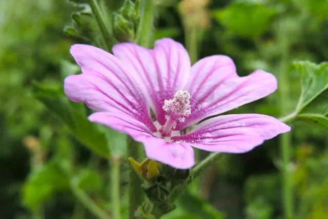 아욱 재배 팁 알아보기