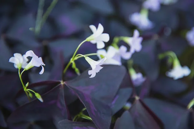 자주사랑초 키우기 (Oxalis triangularis)