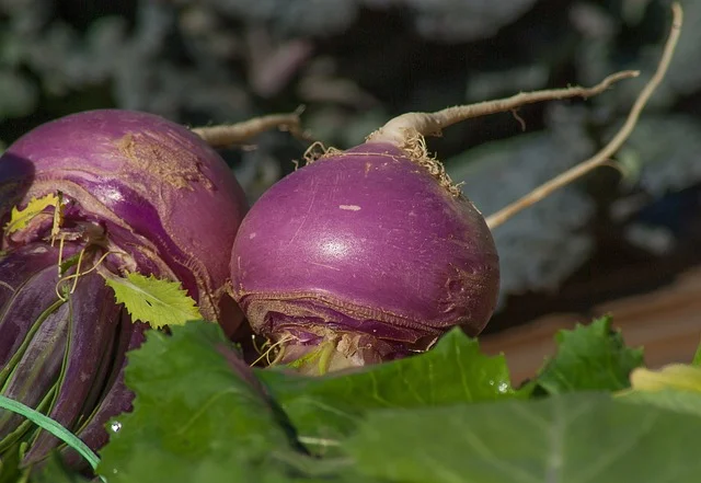 십자화과 채소의 효능 5가지 알아보기