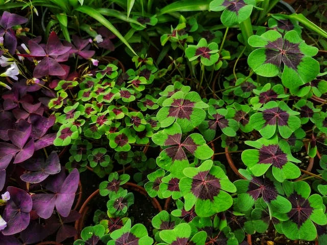 사랑초 종류 - 아이언 크로스 (Oxalis tetraphylla 'Iron Cross')