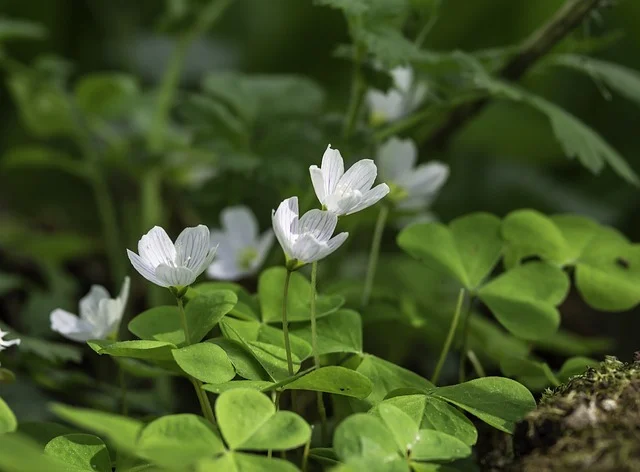 애기괭이밥 (Oxalis acetosella)