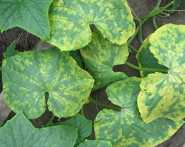 오이 모자이크 바이러스, 모자이크병에 감염된 잎에 나타난 증상