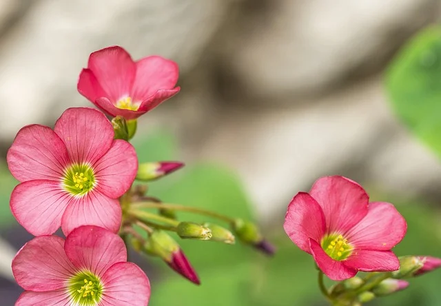 옥살리스 데페이 (Oxalis deppei)
