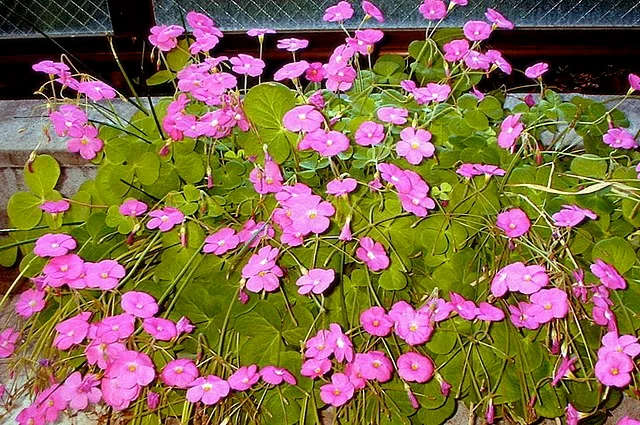 사랑초 종류 - 옥살리스 보위에나 (Oxalis bowiei)