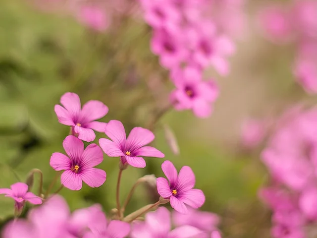 청사랑초 (Oxalis articulata)
