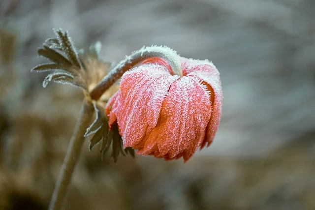 서리 피해 입은 식물 되살리는 방법 알아보기