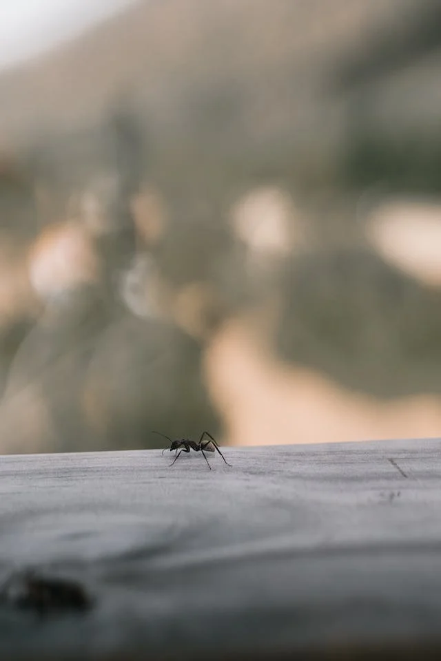 개미가 과연 물 수도 있을까요? 물면 어떻게 될까요? 개미 물림 증상은 어떻게 나타날까요?