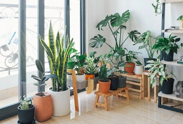 실내에서 키우기 쉬운 식물 9가지