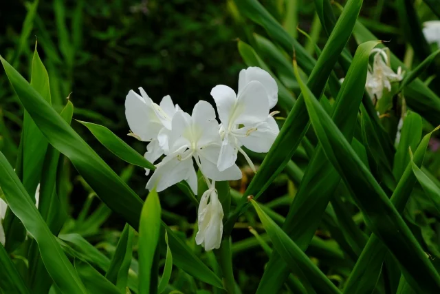 양춘사 효능 및 특징 자세히 알아보기 (Wurfbainia villosa)