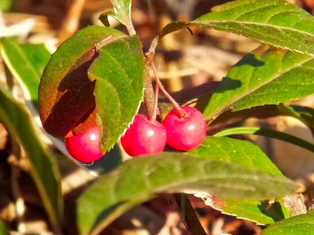 자금우 키우기 팁 알아보세요