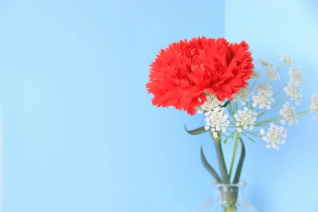 꽃다발로 받은 카네이션 꽃, 꽃병에 꽂아 오래 유지하려면?