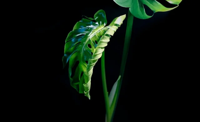 몬스테라 잎 말림