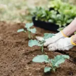 [비료의 모든 것] 비료 숫자의 의미, 비료의 종류와 형태, 필요한 비료 선택하는 방법