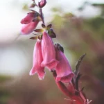 디기탈리스 월동 방법, 야외 및 실내에서 겨울나기. 🌺8월 파종 꽃, 내년 봄 꽃밭을 책임질 꽃 7가지 알아보기