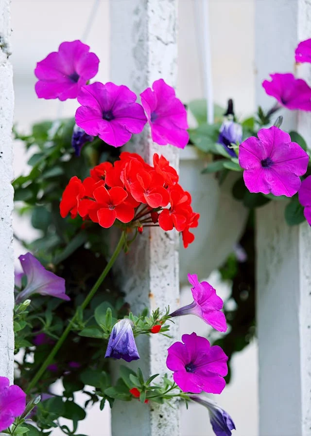 제라늄 꽃말, 제라늄 꽃의 의미 살펴보기 2 제라늄 꽃말, 제라늄 꽃의 의미 살펴보기
