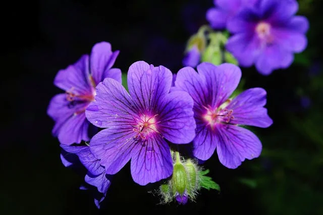 제라늄 꽃말, 제라늄 꽃의 의미 살펴보기 3 제라늄 꽃말, 제라늄 꽃의 의미 살펴보기