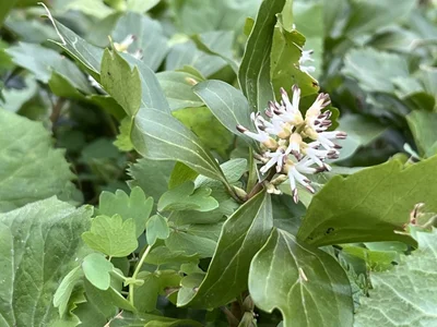 수호초 꽃 특징 및 효능 알아보기 2 수호초 꽃 특징 및 효능 알아보기 (Japanese pachysandra)