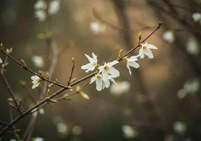 미선나무 꽃, 미선나무 꽃말, 열매, 향, 꽃말 한 번에 보기 2 미선나무 꽃 꽃말, 열매, 향, 꽃말 한 번에 보기