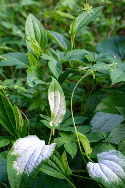 삼백초 꽃말에 얽힌 이야기 2 삼백초 꽃말에 얽힌 이야기